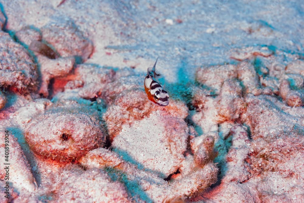 Tobaccofish fish hovering about the seascape