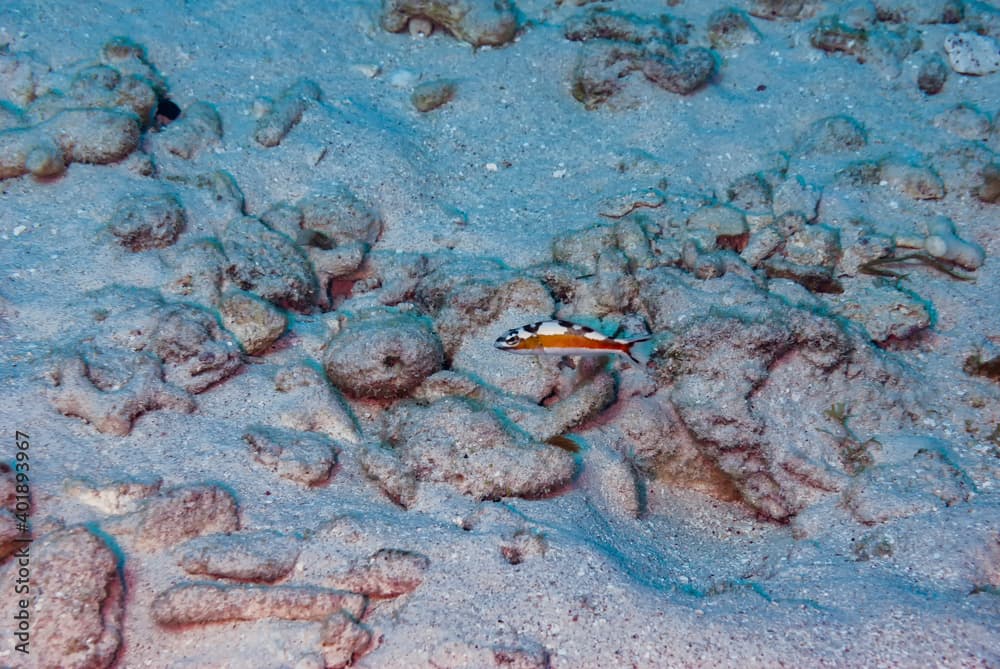 Tobaccofish fish hovering about the seascape