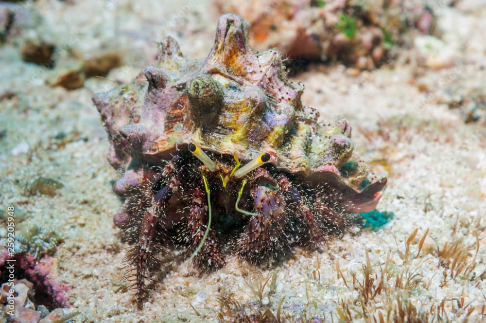 Blue knee hermit crab in sea