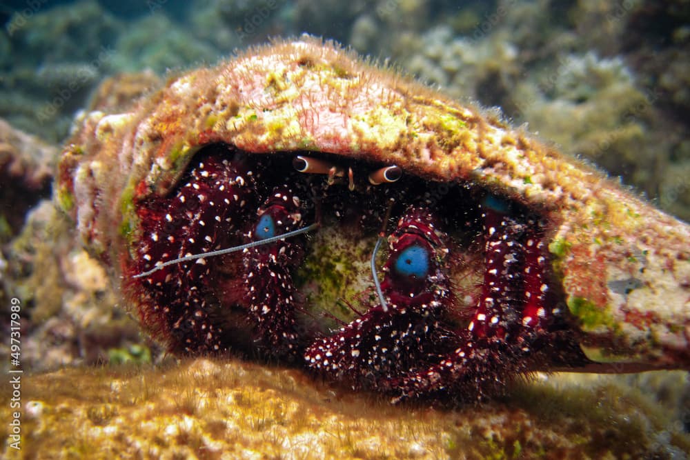 Dardanus Guttatus - Blue Knee Hermit Crab