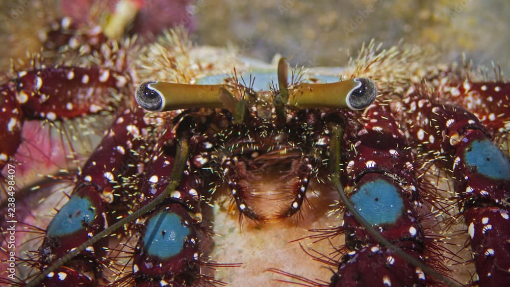 Blue knee hermit crab, Blau-Knie Einsiedler (Dardanus guttatus)