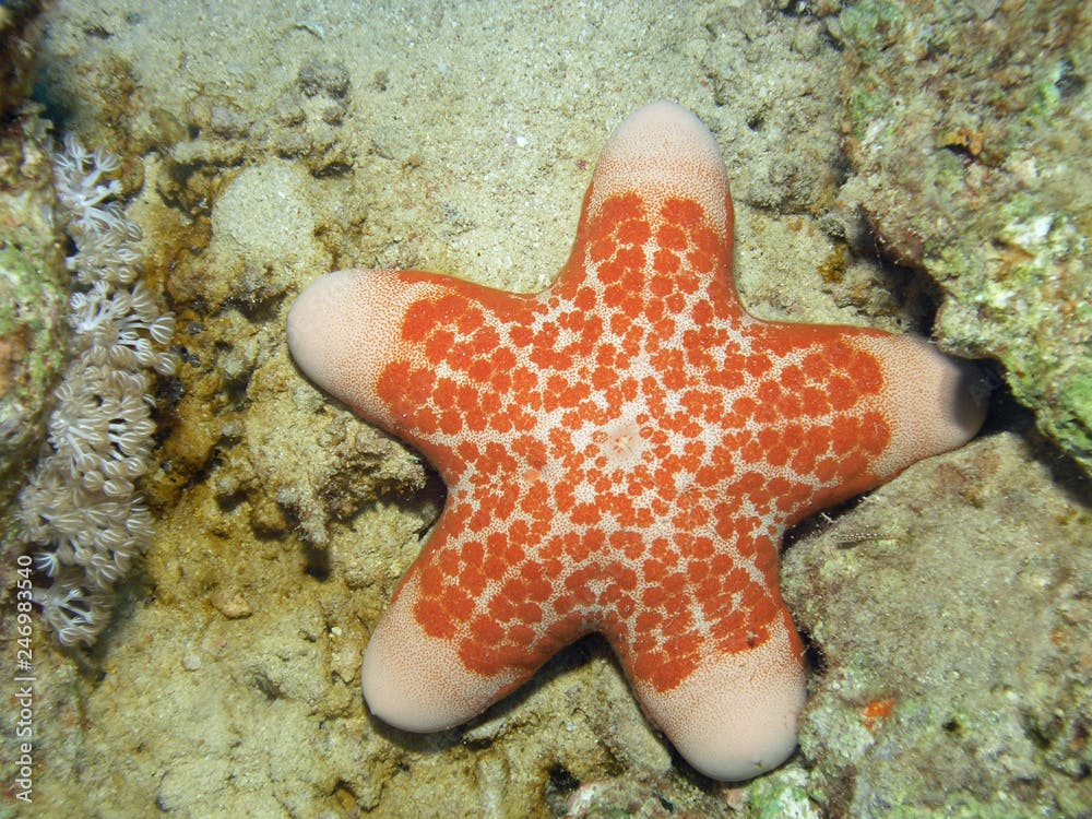 Granulated Sea Star (Choriaster granulatus)   