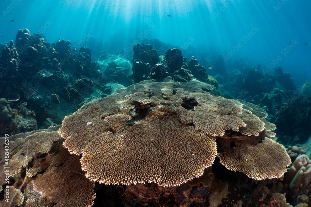 Healthy table coral (acropora pulchra) branch coral with sun rays