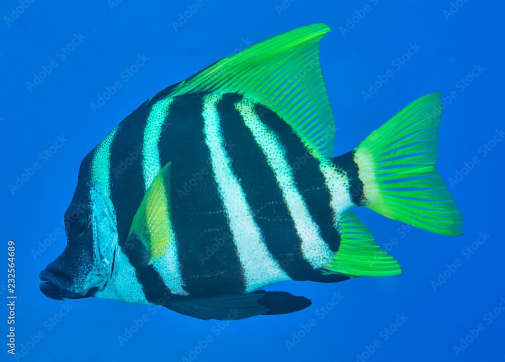 Lord Howe Island Butterflyfish