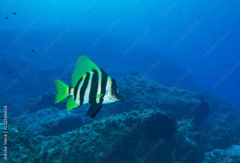 Lord Howe Island butterflyfish