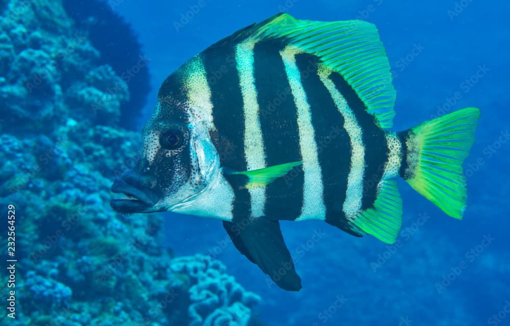 Lord Howe Island Butterflyfish