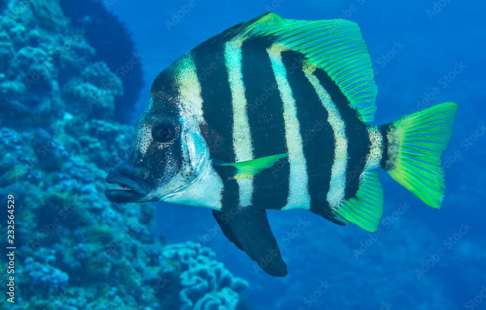 Lord Howe Island Butterflyfish