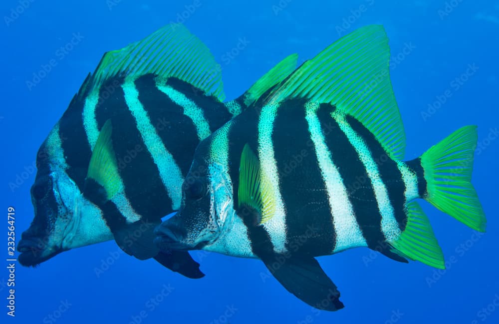 Lord Howe Island Butterflyfish pair