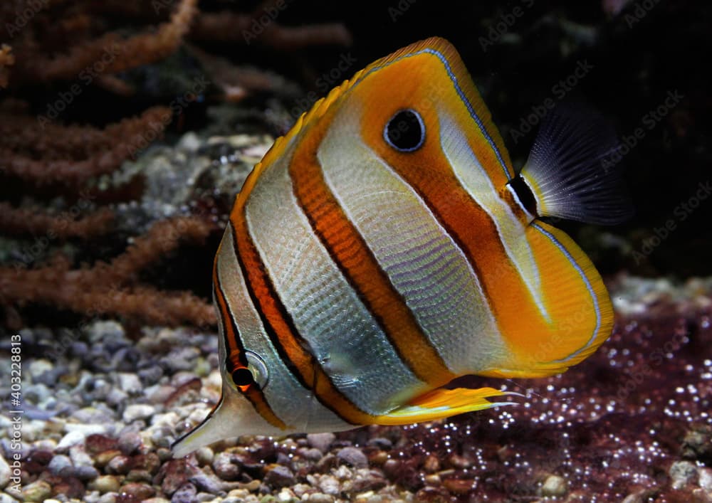 Kupferstreifen-Pinzettfisch (Chelmon rostratus) Falterfisch