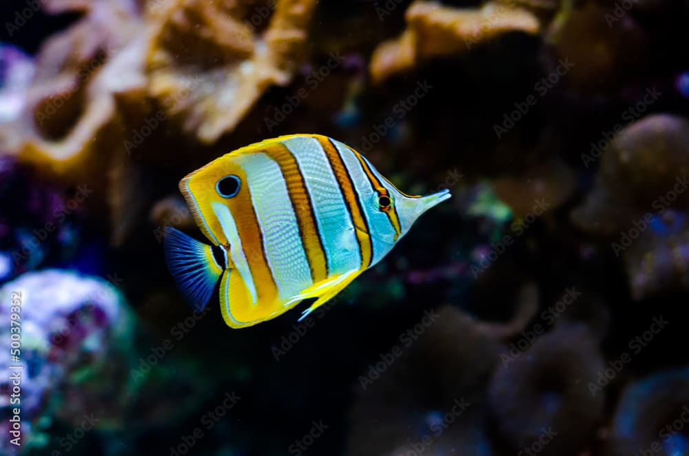 Copperband butterflyfish · Chelmon rostratus · Reeflings Library
