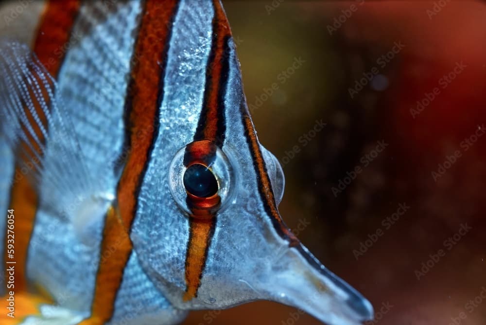 Close-up of a long-snouted butterflyfish (Chelmon rostratus) swimming in the aquarium