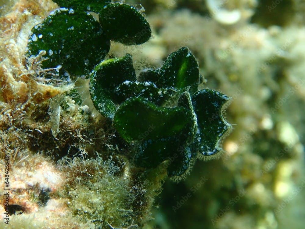 Calcareous green alga (Halimeda tuna) close-up undersea, Aegean Sea, Greece, Thasos island