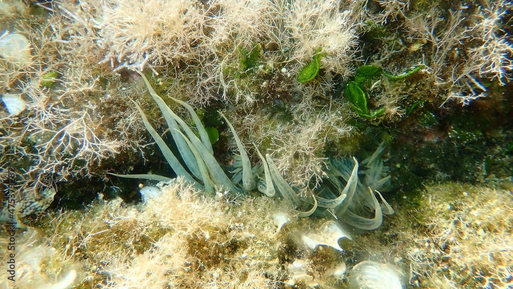 Trumpet anemone or rock anemone, glass anemone (Aiptasia mutabilis) and Calcareous green algae (Halimeda tuna) undersea, Aegean Sea, Greece, Halkidiki
