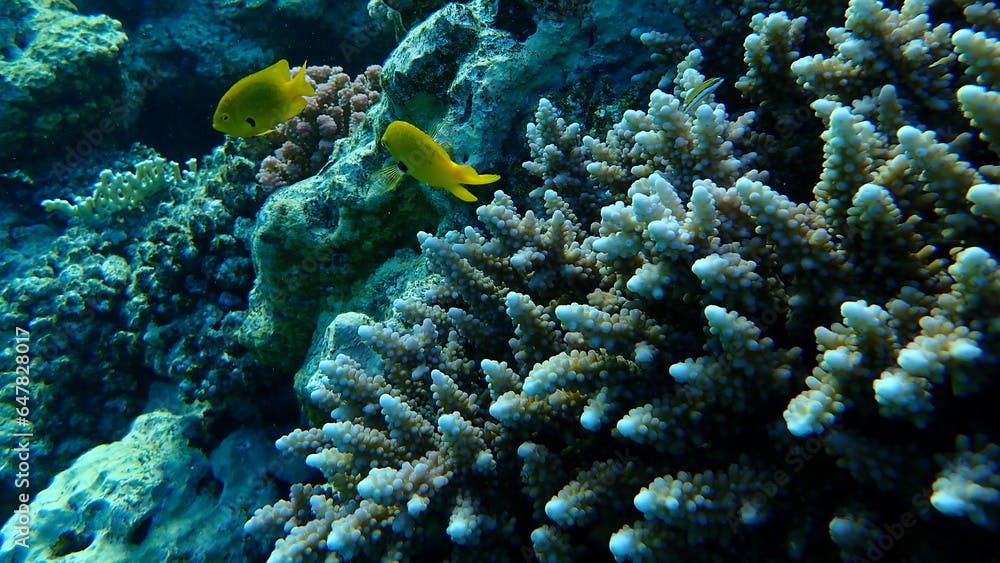 Polyp stony coral Acropora squarrosa undersea, Red Sea, Egypt, Sharm El Sheikh, Nabq Bay