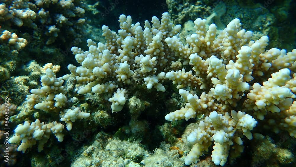 Polyp stony coral Acropora squarrosa undersea, Red Sea, Egypt, Sharm El Sheikh, Nabq Bay