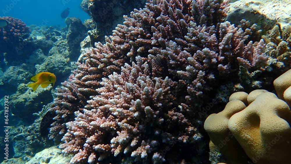 Polyp stony coral Acropora squarrosa undersea, Red Sea, Egypt, Sharm El Sheikh, Nabq Bay