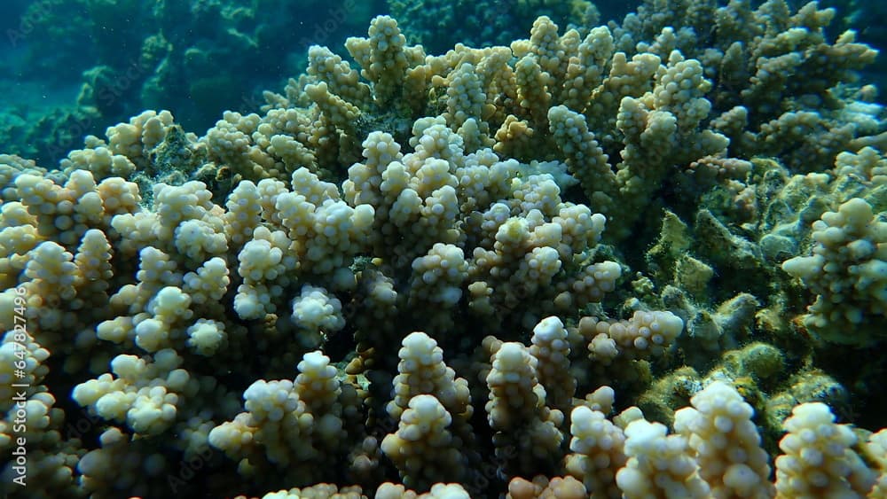 Polyp stony coral Acropora squarrosa undersea, Red Sea, Egypt, Sharm El Sheikh, Nabq Bay