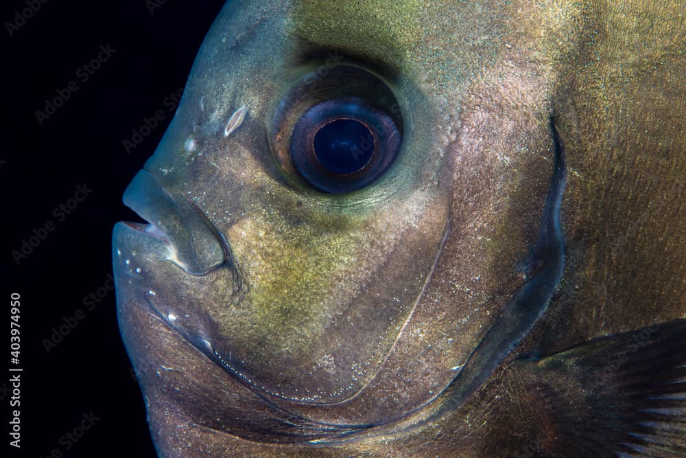 Head shot portait of bat fish