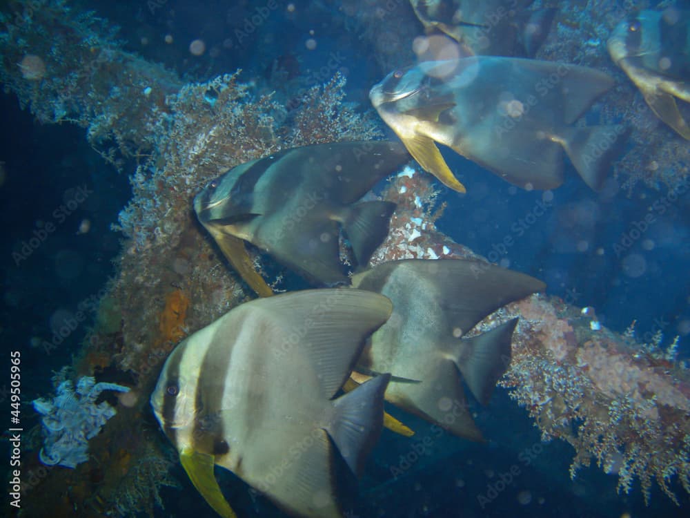 Batfish (Platax Batavianus) in the filipino sea 28.10.2012