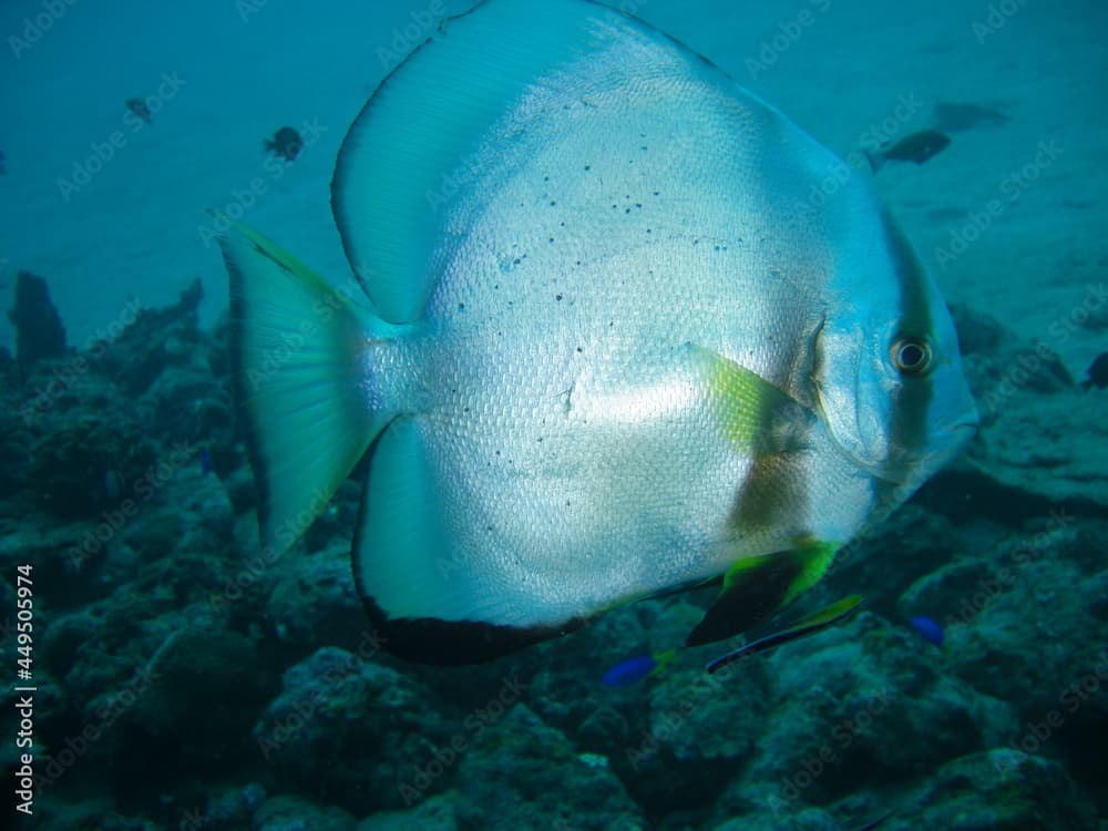 Batfish (Platax Batavianus) in the filipino sea 9.11.2012