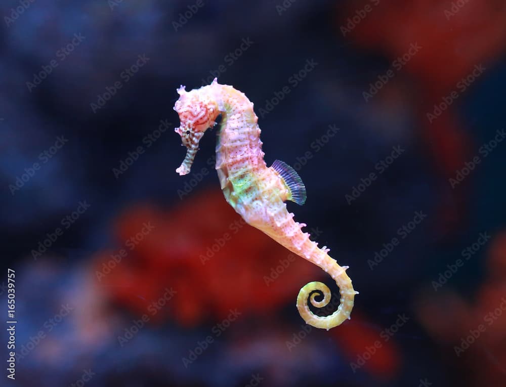 seahorse (Hippocampus) swimming.