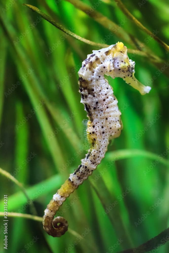 Close up of a beautiful Seahorse, presumably Hippocampus kuda, aka the estuary seahorse, yellow seahorse or spotted seahorse, native to the Indo-Pacific around Indonesia