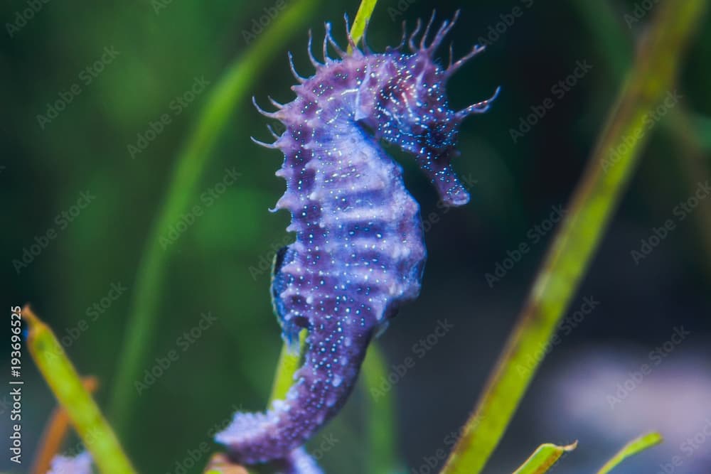 purple seahorse in the water on aquarium in oceanarium