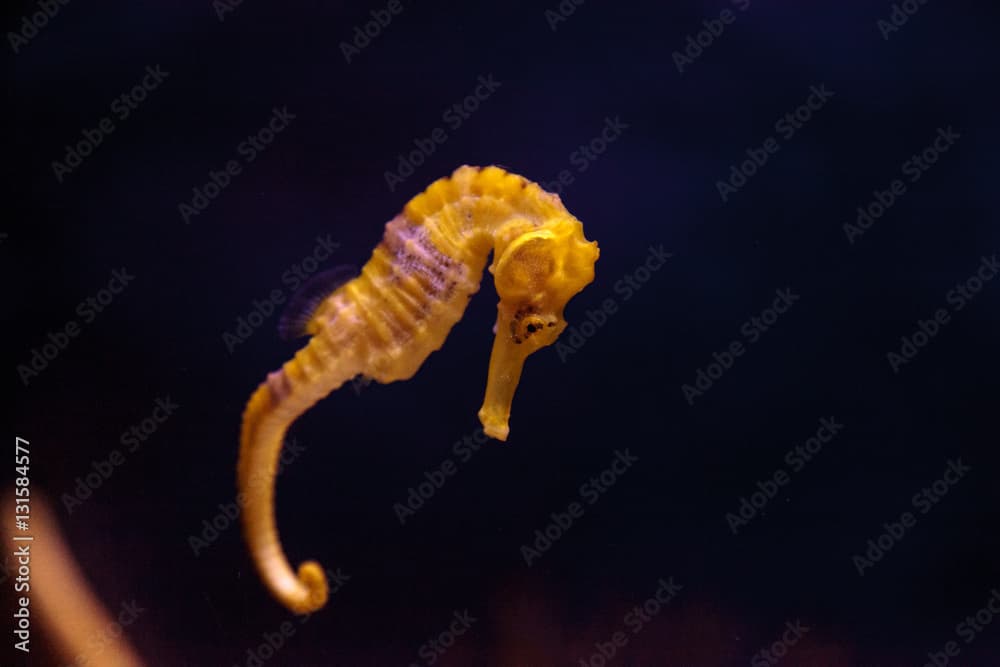 lined seahorse · Hippocampus erectus · Reeflings Library