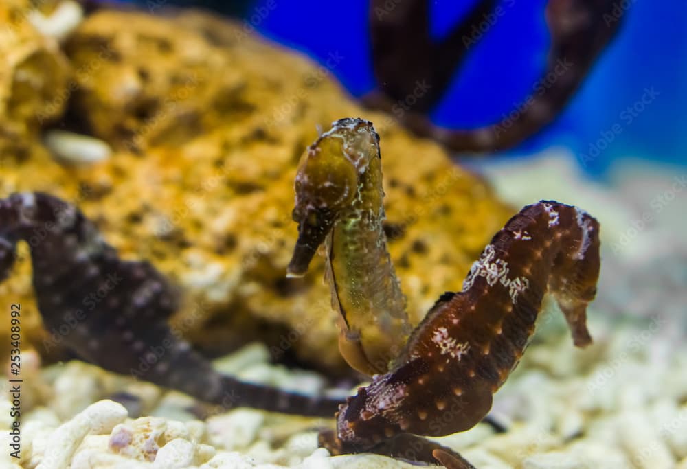 couple of northern seahorses together, tropical fishes from the atlantic ocean, vulnerable animal specie