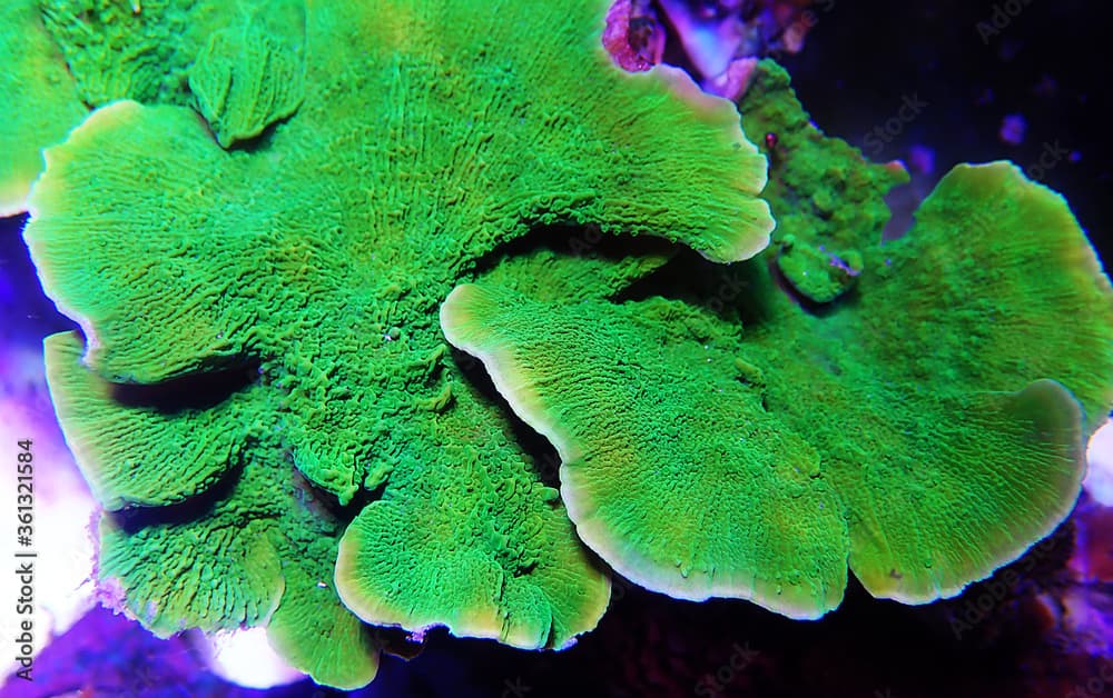 Green Montipora capricornis plate sps coral 