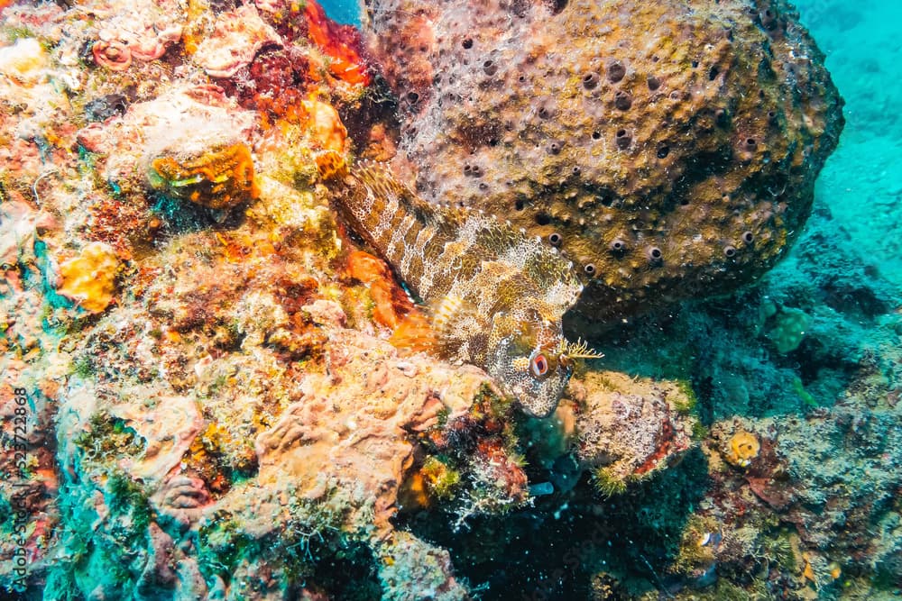 Tompot Blenny (Parablennius Gattorugine), Adriatic Sea, Mediterranean Sea, Croatia