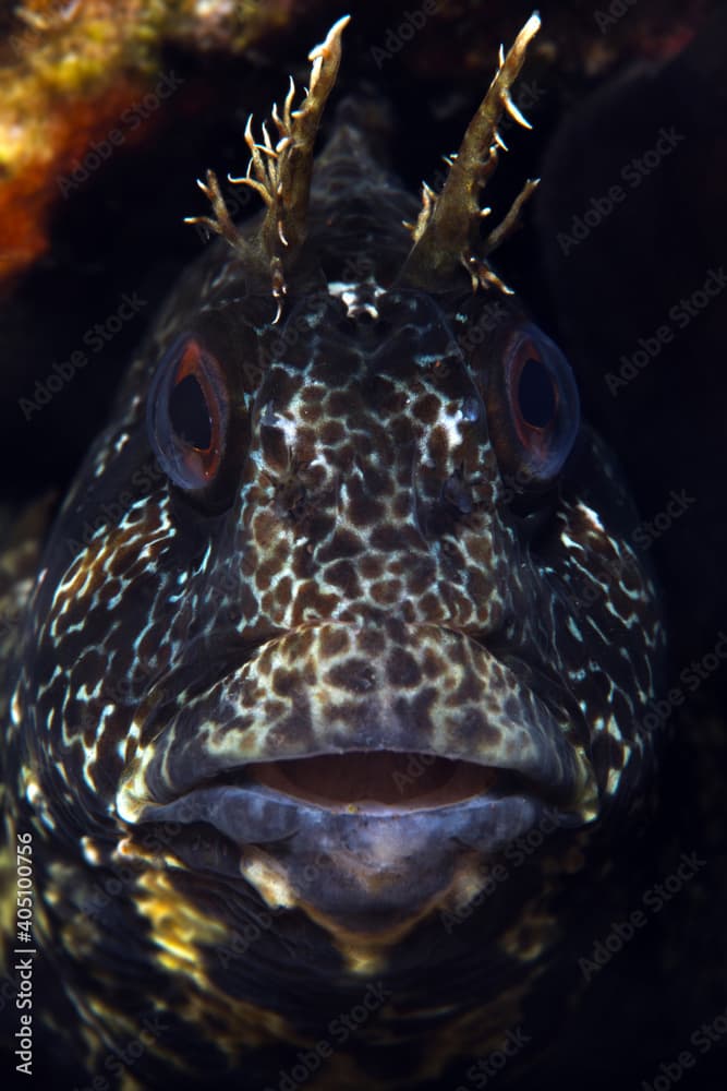 Tompot blenny (Parablennius gattorugine) İzmir, Turkey.