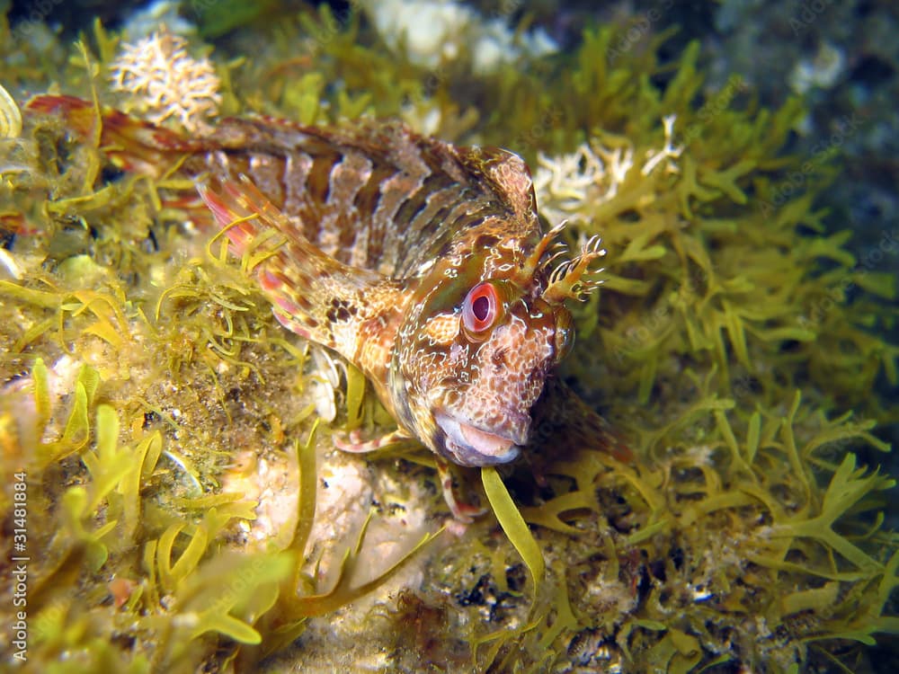 Tompot blenny fish, Parablennius gattorugine, Mediterranean sea