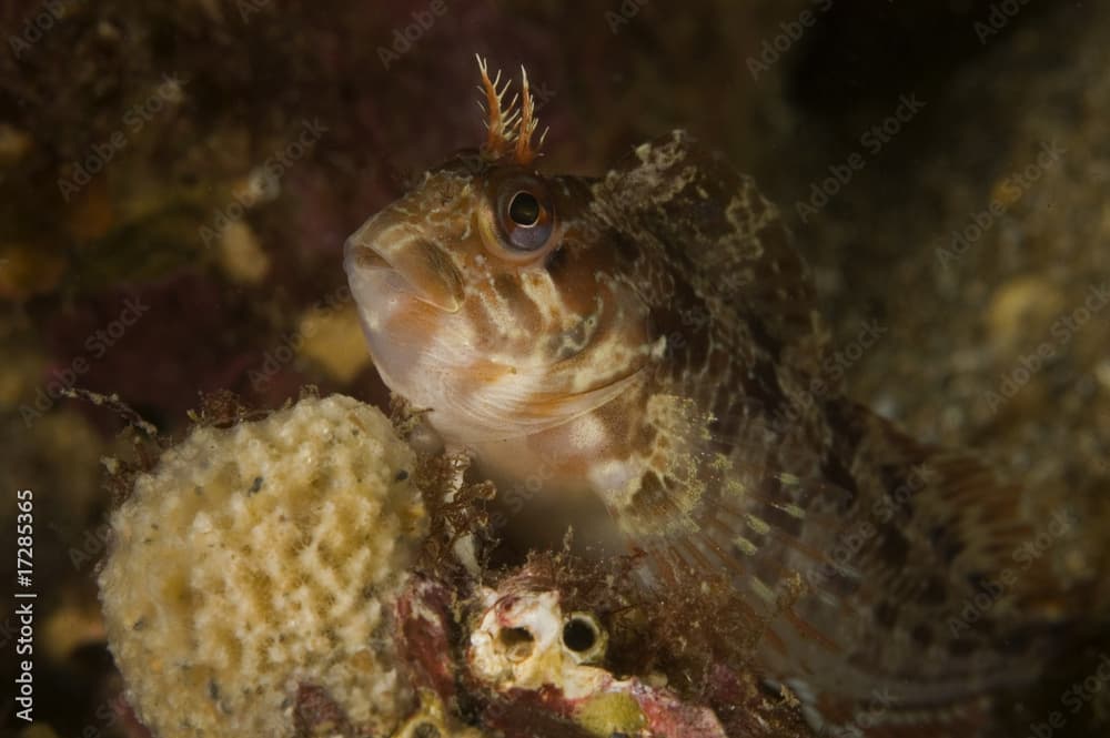 Tompot blenny