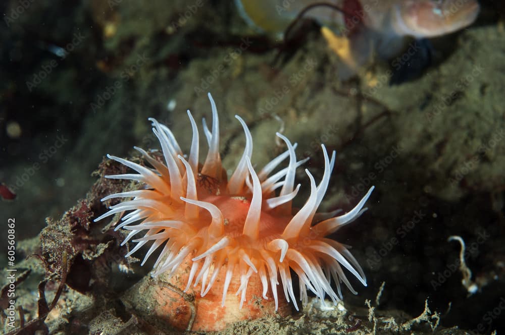 Sea anemone