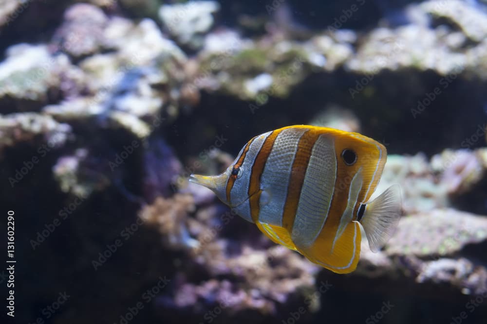 Copperband Butterflyfish