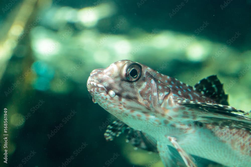 Oriental flying gurnard Dactyloptena orientalis