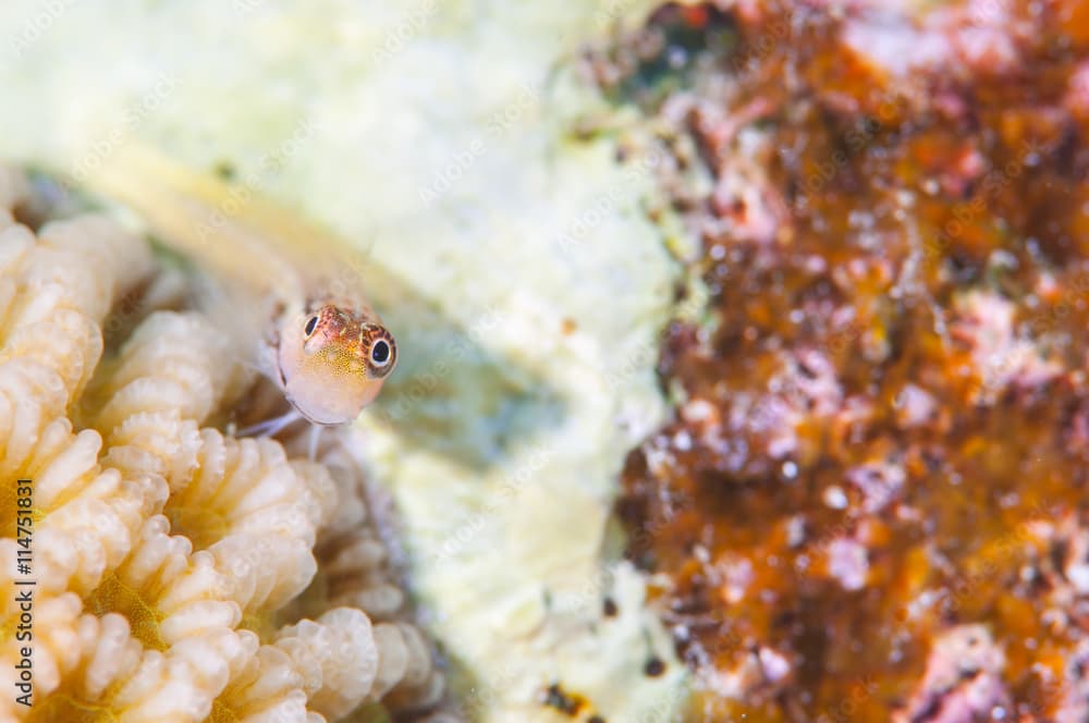 Yaeyama Blenny