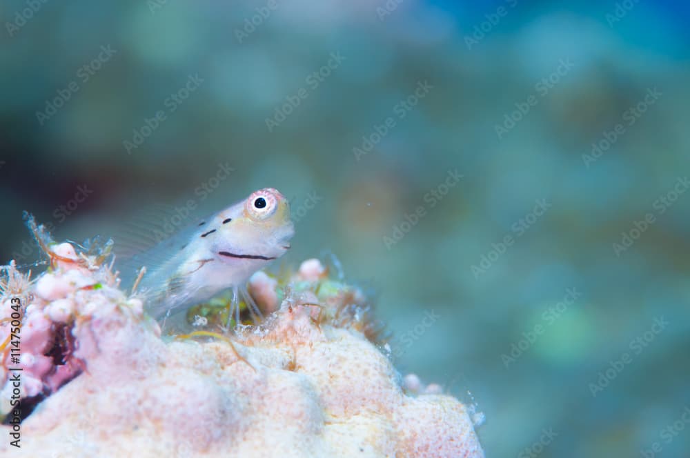 Yaeyama Blenny