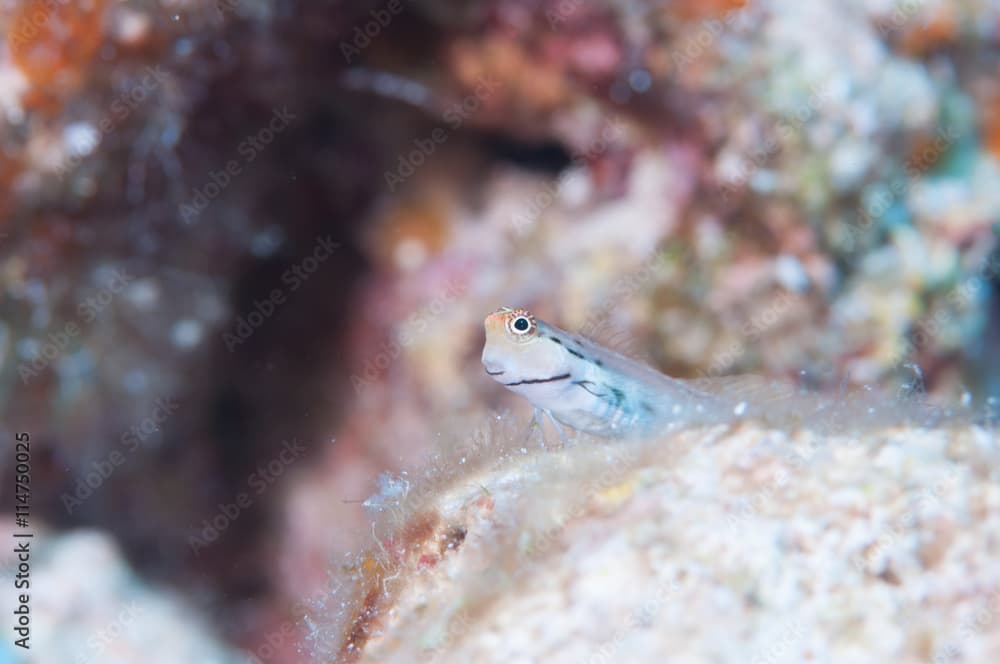 Yaeyama Blenny