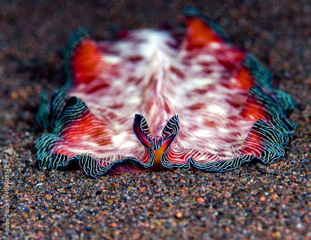 Marine flatworm - Pseudobiceros fulgor. Macro underwater world of Tulamben, Bali, Indonesia.