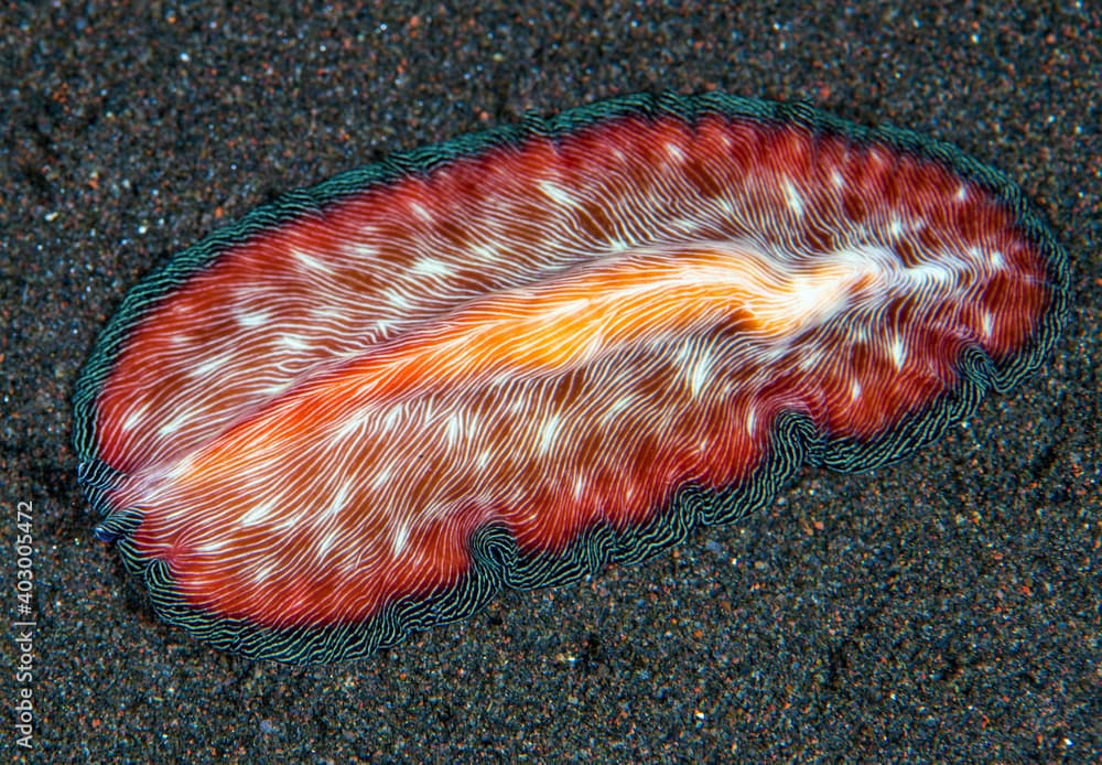 Marine flatworm - Pseudobiceros fulgor. Macro underwater world of Tulamben, Bali, Indonesia.