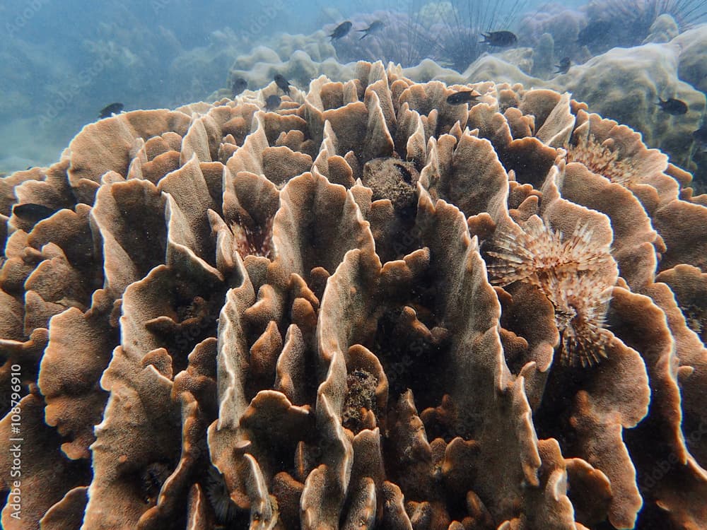 Underwater, Pavona coral