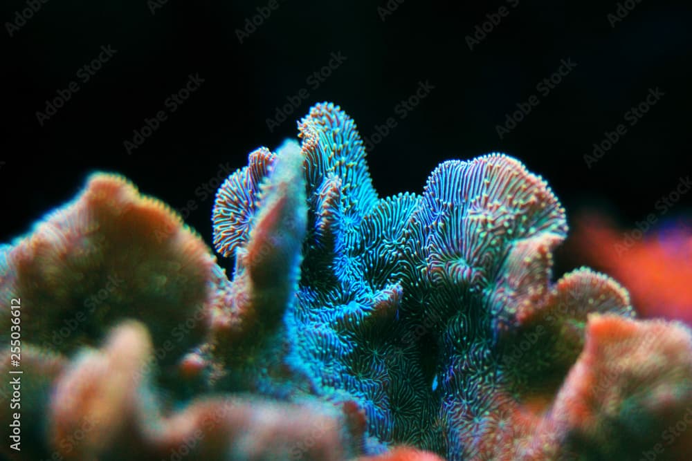 Pavona Coral SPS - Pavona decussatus