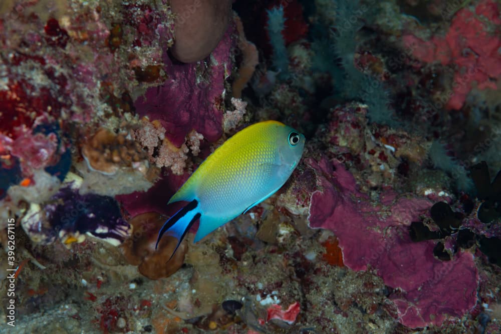 Black-spot Angelfish Genicanthus melanospilos