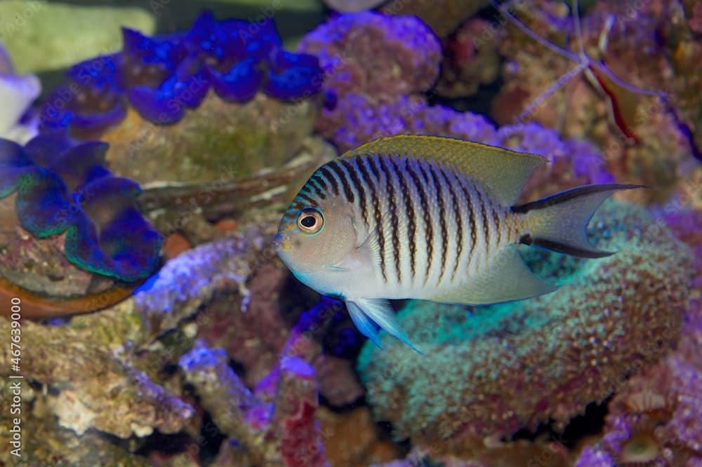 Male Swallowtail or Blackspot Angelfish - Genicanthus melanospilos - a tropical marine fish