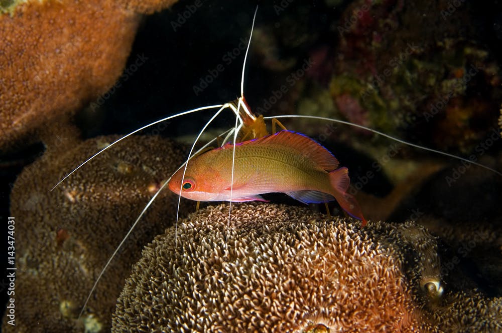 Cleaner shrimp cleaning an anthias, Pseudanthias cooperi, Kritimati Island, Kribati.