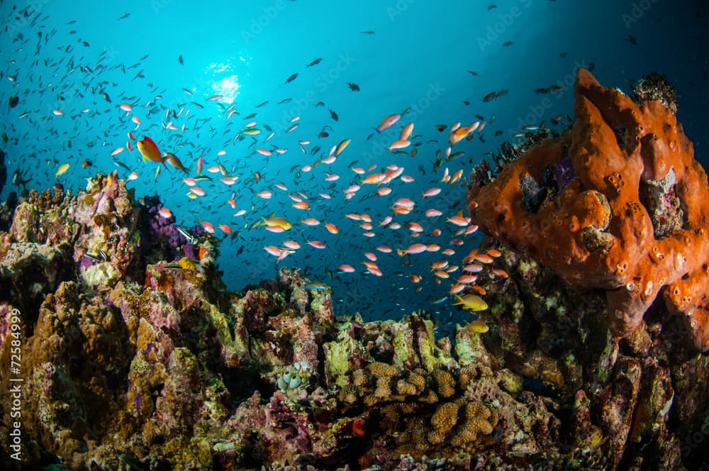 Various coral fishes, Gili Lombok Nusa Tenggara Barat underwater