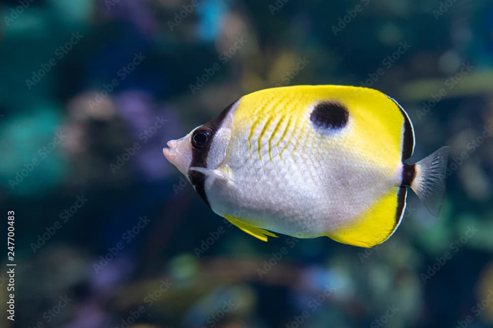 The teardrop butterflyfish (Chaetodon unimaculatus ) - tropical coral fish