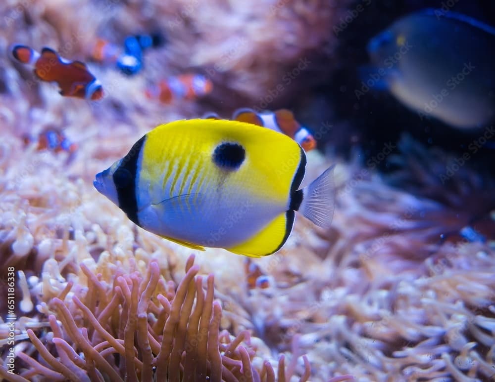 Paris aquarium, The teardrop butterflyfish is a species of marine ray-finned fish, a butterflyfish belonging to the family Chaetodontidae. It is found in the Indo-Pacific region